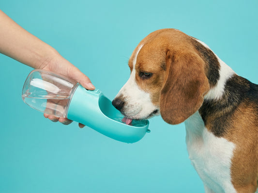 The VelaPet Oasis-Go