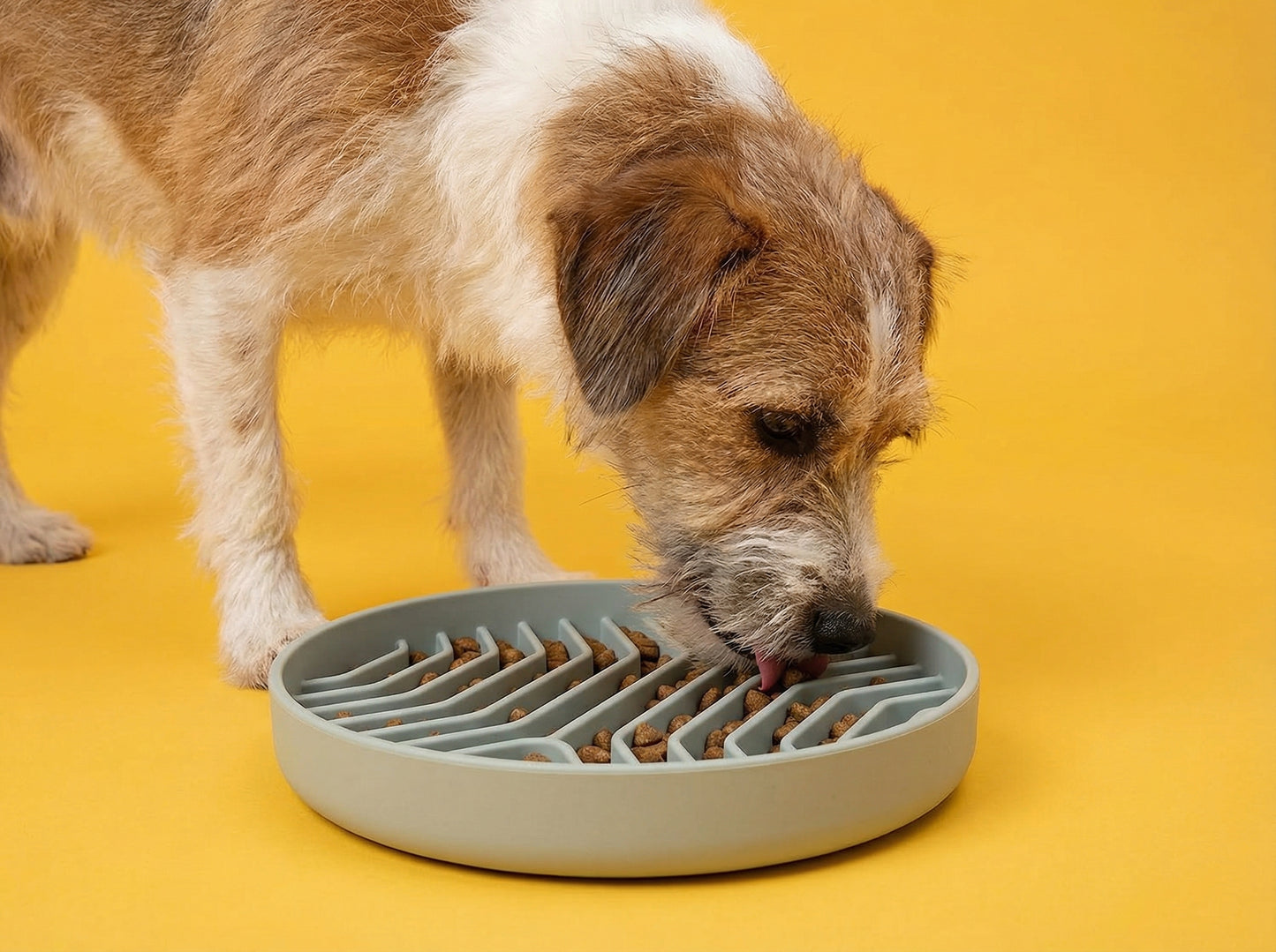 The VelaPet Mindful Feeder