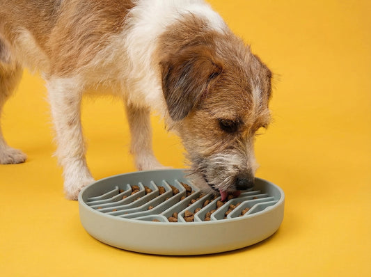 The VelaPet Mindful Feeder
